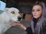 Câinii fără stăpân, o afacere prosperă a escrocilor pe de internet