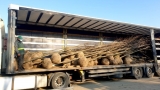 totul-verde-a-inceput-operatiunea-de-plantare-a-pomilor-in-sectorul-4-48533-5.jpg