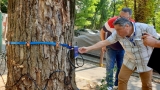 Totul Verde. SA  A început verificarea copacilor din sectorul 4, cu tomograful sonic