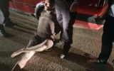 Criminalul  din Făget era drogat