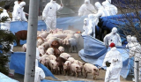 Pesta porcină revine . A fost declanșată alerta sanitară și în Olt! În Teasc, Dolj, echipe de intervenție însoțite de jandarmi au început sacrificarea porcilor din gospodării