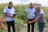 Bragadiru: Amplă acţiune  pentru stoparea răspândirii ambroziei