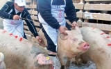 www.ziarulatak.ro „Cu cine să faci afaceri dacă nu în familie?”