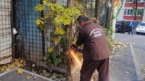 Totul Verde a curățat terenul recuperat din zona Obregia, ocupat ilegal ani de zile