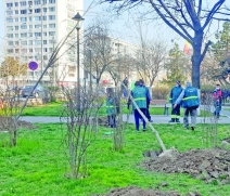 Totul VERDE a inceput  operațiunea de plantare a pomilor în sectorul 4