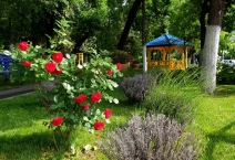 Totul Verde. – societatea care înfrumuseţează Sectorului 4