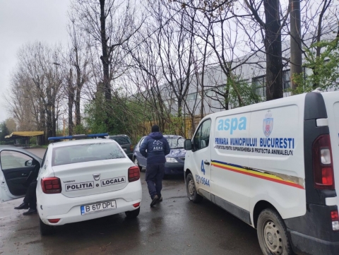 „Afaceri pe spinarea câinilor: de ce deranjează ecarisa ...